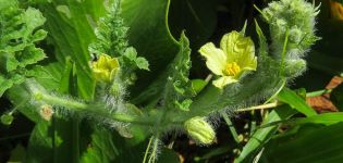 How to pinch watermelons correctly, scheme for open ground and greenhouses, planting and care