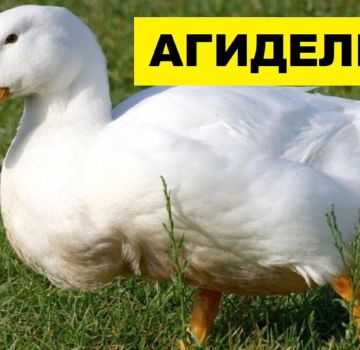 Description of ducks of the Agidel breed and their raising at home