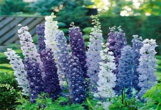 Comment préparer un delphinium pour l'hiver, quand et si tailler, comment couvrir et conserver