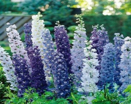 Kako pripremiti delphinium za zimu, kada i treba li obrezati, kako pokriti i sačuvati