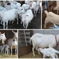 Penerangan dan ciri kambing Saanen, menjaga mereka dan berapa harganya