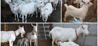 Penerangan dan ciri kambing Saanen, menjaga mereka dan berapa harganya