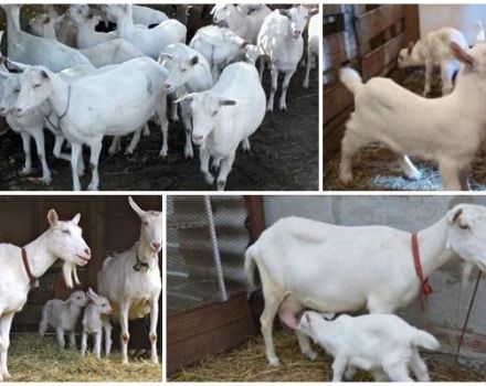 Mga paglalarawan at katangian ng mga kambing sa Saanen, pag-aalaga sa kanila at kung magkano ang gastos