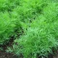 Description of the variety of dill Dill, recommendations for cultivation and care