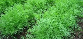 Description of the variety of dill Dill, recommendations for cultivation and care