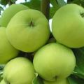 Caractéristiques et description de la variété de pomme Narodnoe, régions de culture recommandées et avis des jardiniers