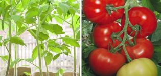 Description of the tomato variety Titanic and its characteristics