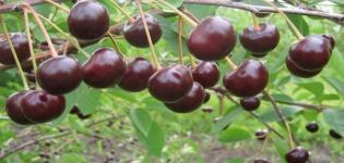 Description et caractéristiques de la variété de cerises Brunetka, caractéristiques de culture et histoire