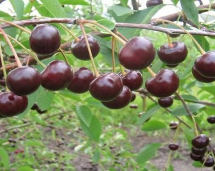 Description et caractéristiques de la variété de cerises Brunetka, caractéristiques de culture et histoire