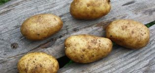 Description of the potato variety Luck, its characteristics and recommendations for growing