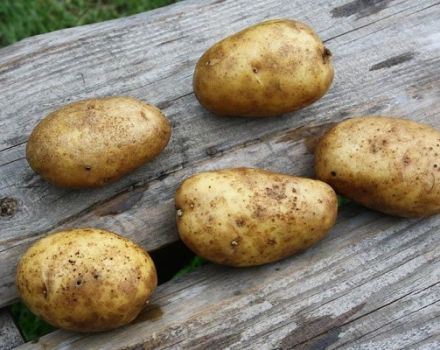 Description de la variété de pomme de terre Luck, ses caractéristiques et ses recommandations de culture