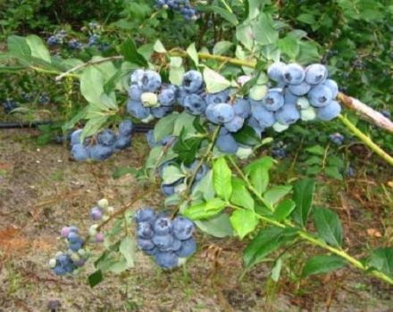 Paglalarawan ng iba't ibang blueberry ng Northland, pagtatanim at pangangalaga, mga sakit at peste