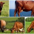 Combien d'années les vaches vivent-elles en moyenne à la maison et à table par années