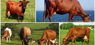 Description et caractéristiques des vaches danoises rouges, leur contenu