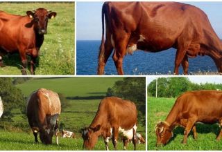 Descripción y características de las vacas rojas danesas, su contenido.