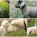 How to treat and why diarrhea occurs in lambs, what to do and what can be given