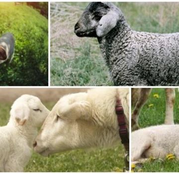 How to treat and why diarrhea occurs in lambs, what to do and what can be given