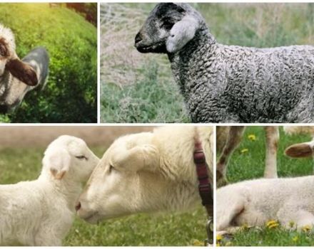 How to treat and why diarrhea occurs in lambs, what to do and what can be given