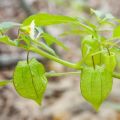 Cómo cultivar y cuidar Physalis en un invernadero, descripción de la planta y consejos.