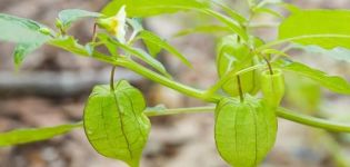 Comment cultiver et entretenir physalis dans une serre, description de la plante et conseils