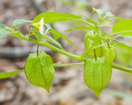 Comment cultiver et entretenir physalis dans une serre, description de la plante et conseils