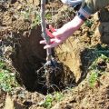 Growing apricots in the Urals in the open field, description of winter-hardy varieties and care