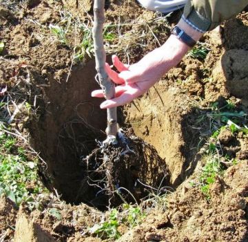 Abrikosų auginimas Uraluose atvirame lauke, žiemą atsparių veislių aprašymas ir priežiūra