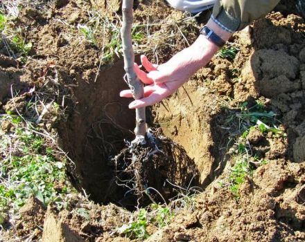 Cultiver des abricots dans l'Oural en plein champ, description des variétés résistantes à l'hiver et soins