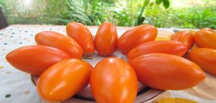 Description of the Elisha tomato variety and its characteristics