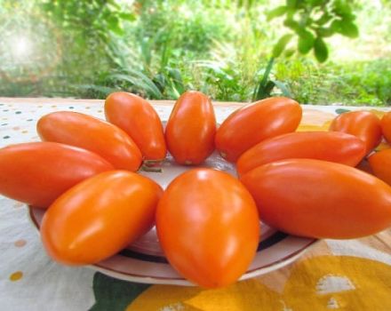 Description of the Elisha tomato variety and its characteristics