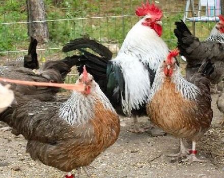 Description of the tricolor chicken breed, conditions of detention and diet