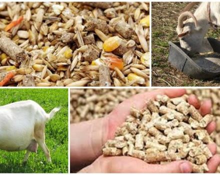 The best way to feed a pregnant goat and the animal's diet before and after lambing