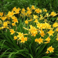 30 varieties and species of daylilies blooming all summer with descriptions and characteristics