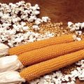 Names of varieties of corn for popcorn, their cultivation and storage