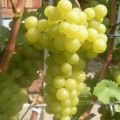 Description and characteristics of the grape variety Korinka Russkaya, advantages and disadvantages, cultivation