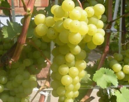 Descripción y características de la variedad de uva Korinka Russkaya, ventajas y desventajas, cultivo.