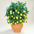 Règles et schéma pour la taille et la formation d'une couronne de citron à la maison pour la fructification dans un pot pour les débutants