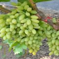 Description and characteristics of the raisins grape variety Century, cultivation and care