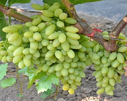 Description and characteristics of the raisins grape variety Century, cultivation and care