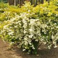 Beschrijving van de variëteiten van spirea Wangutta, planten en verzorgen, voortplanting en snoeien