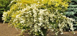 Descripción de variedades de spirea Wangutta, plantación y cuidado, reproducción y poda.