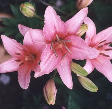 Do I need to dig lilies for the winter, preparing a shelter, when to cut and how to store