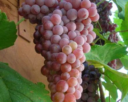 Description and characteristics of Rylines Pink Siddles grapes, history and rules of cultivation