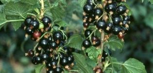 Description des variétés de cassis Dar Smolyaninova, caractéristiques de plantation et d'entretien