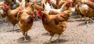 Description des poulets de la race rouge Kuban et règles d'entretien