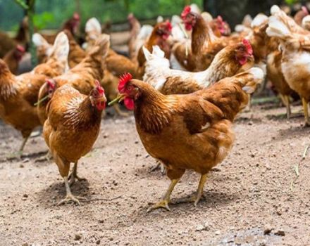 Description of chickens of the Kuban red breed and maintenance rules