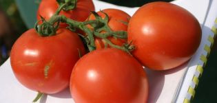 Description of the North Blush tomato variety and its characteristics