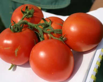 Descripción de la variedad de tomate North Blush y sus características