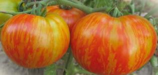 Description of the tomato variety Fat Boatswain and its characteristics