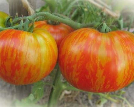 Description de la variété de tomate Fat Boatswain et ses caractéristiques